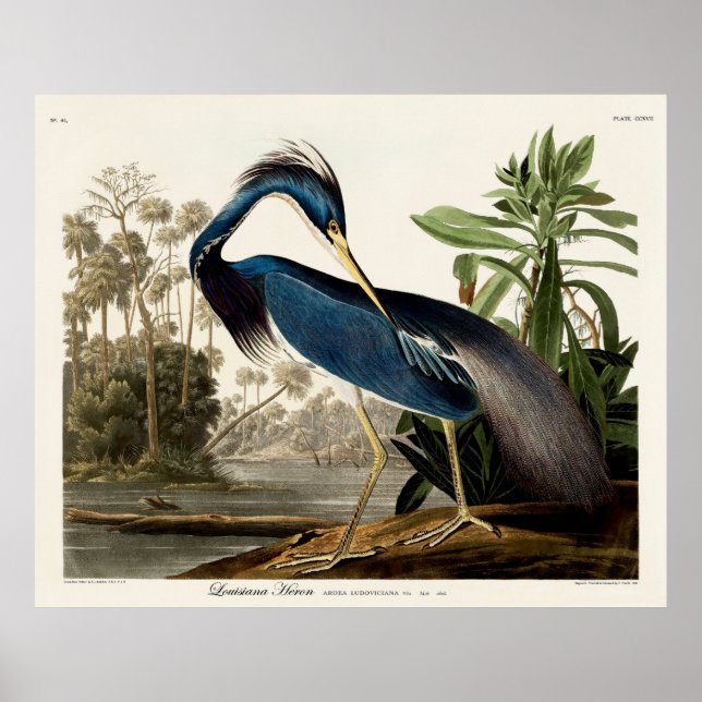 Louisiana Heron, 1834, från amerikanska fåglar Poster (Framsidan)