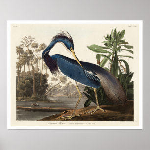 Louisiana Heron av Audubon Poster