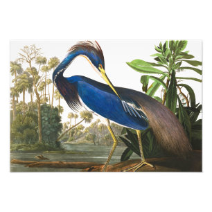 Louisiana Heron av John James Audubon Fototryck