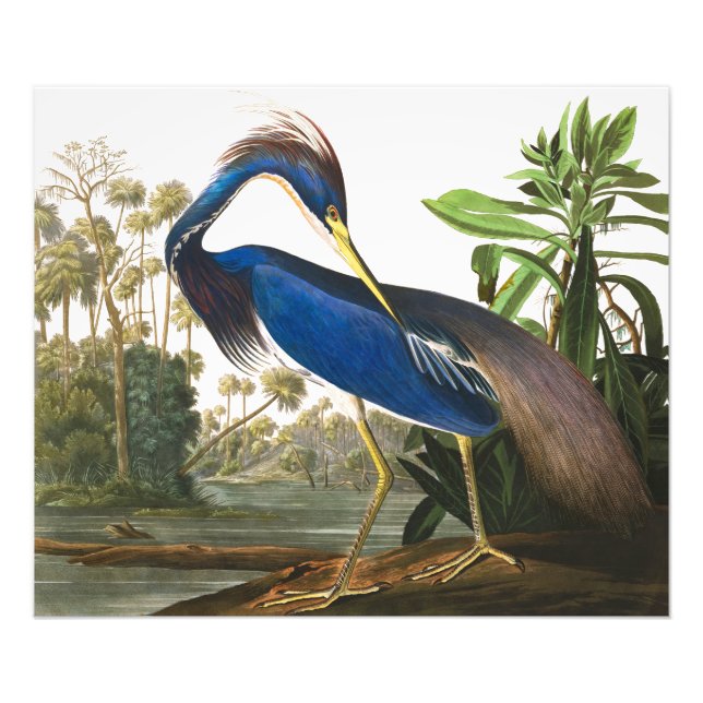 Louisiana Heron av John James Audubon Fototryck (Framsidan)