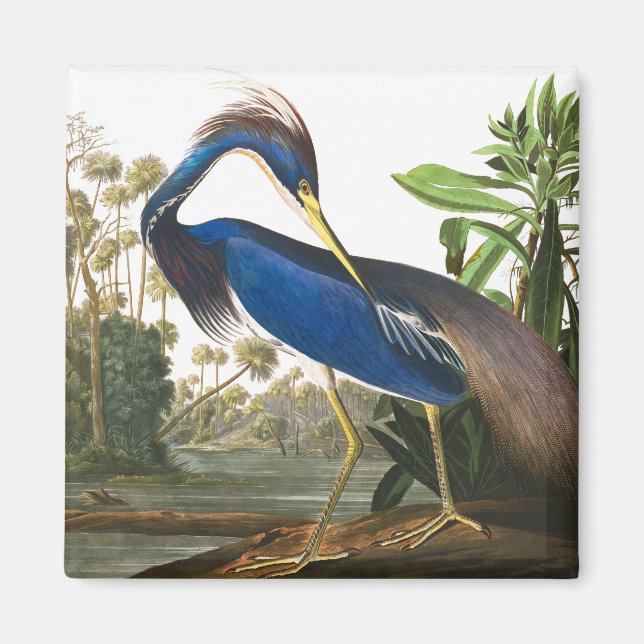 Louisiana Heron av John James Audubon Magnet (Framsidan)