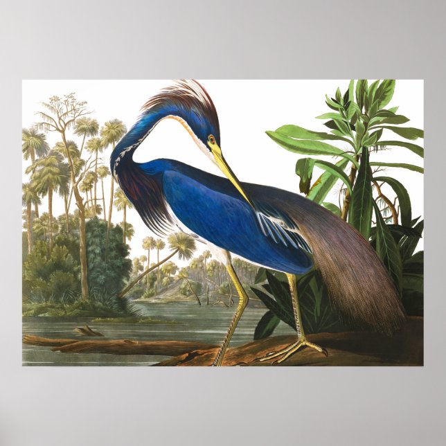 Louisiana Heron av John James Audubon Poster (Framsidan)