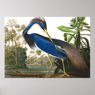 Louisiana Heron av John James Audubon Poster
