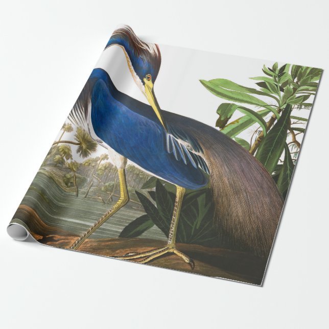 Louisiana Heron av John James Audubon Presentpapper (Utrullad)