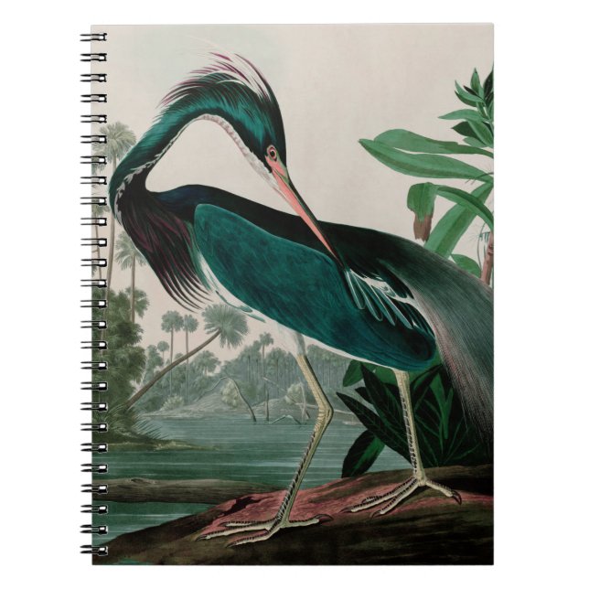 Louisiana Heron Birds of America Audubon Print Anteckningsbok (Framsidan)