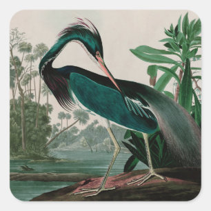 Louisiana Heron Birds of America Audubon Print Fyrkantigt Klistermärke