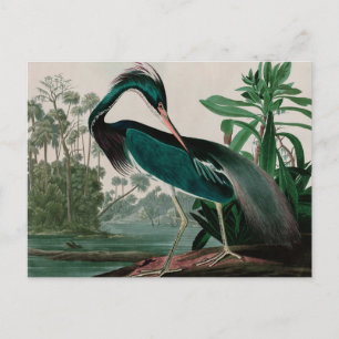 Louisiana Heron Birds of America Audubon Print Helg Vykort