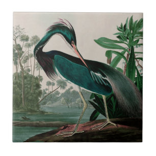Louisiana Heron Birds of America Audubon Print Kakelplatta