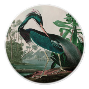 Louisiana Heron Birds of America Audubon Print Knopp