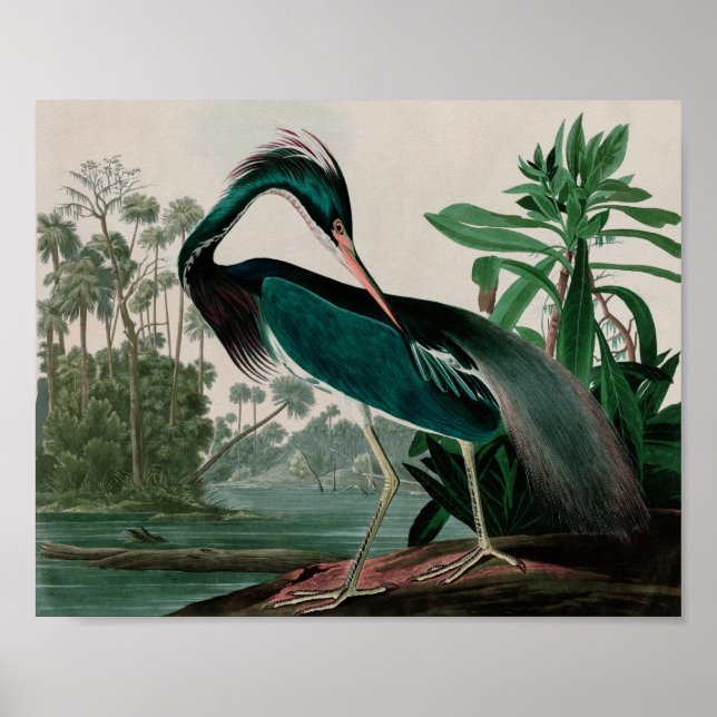 Louisiana Heron Birds of America Audubon Print Poster (Framsidan)