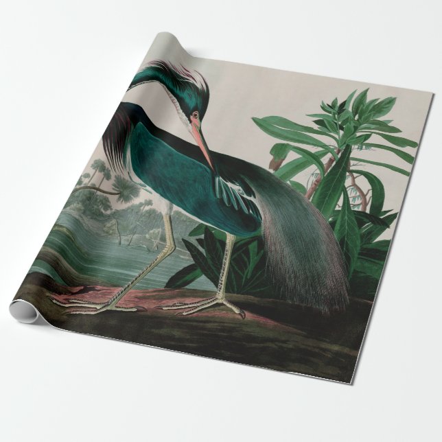 Louisiana Heron Birds of America Audubon Print Presentpapper (Utrullad)