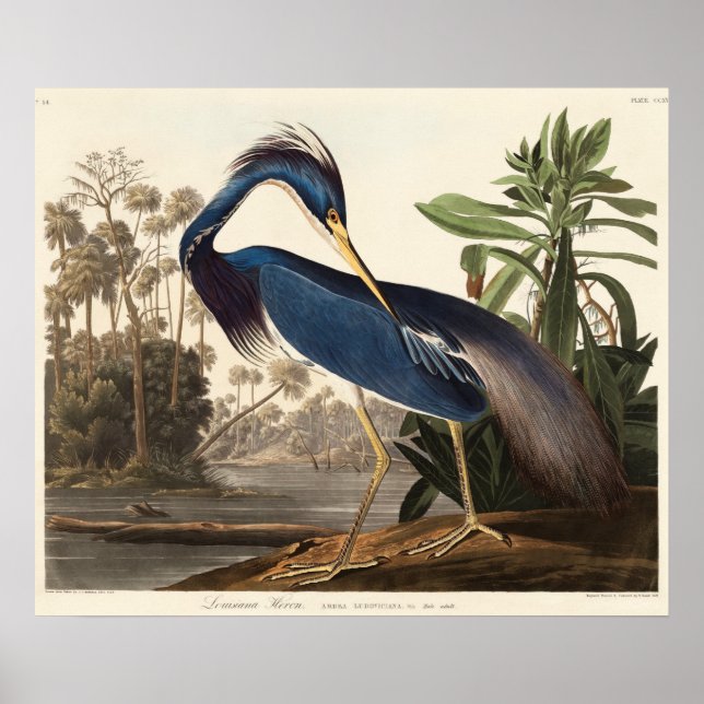 Louisiana Heron från amerikanska fåglar (1827) Poster (Framsidan)