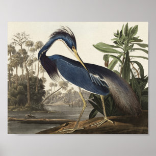 Louisiana Heron från amerikanska fåglar Poster