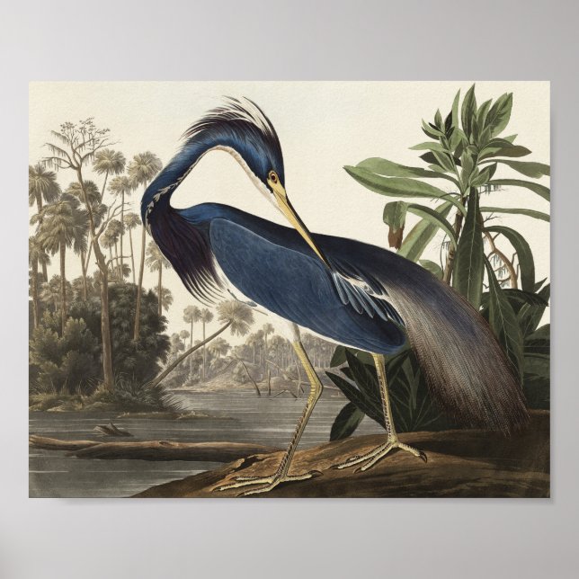 Louisiana Heron från amerikanska fåglar Poster (Framsidan)