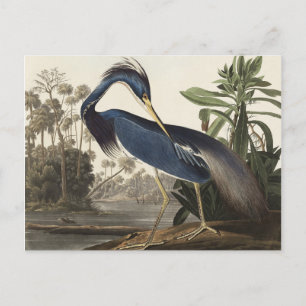 Louisiana Heron från amerikanska fåglar Vykort