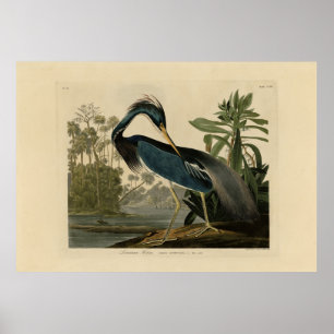 Louisiana Heron - från Audubon's Birds of America Poster