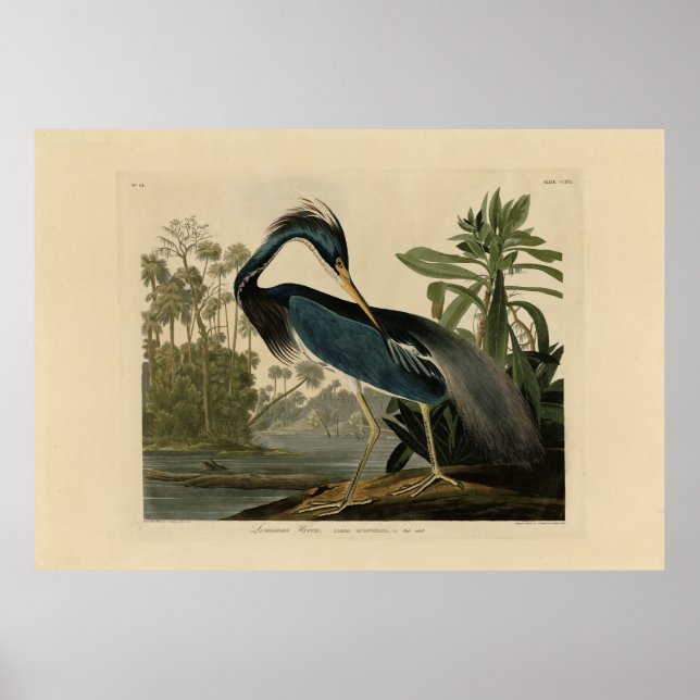 Louisiana Heron - från Audubon's Birds of America Poster (Framsidan)
