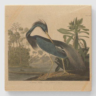 Louisiana Heron - från Audubon's Birds of America Stenunderlägg