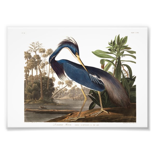 Louisiana Heron from Birds of America (1827) Fototryck (Framsidan)