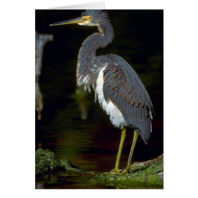 Louisiana heron hälsningskort (Framsidan)