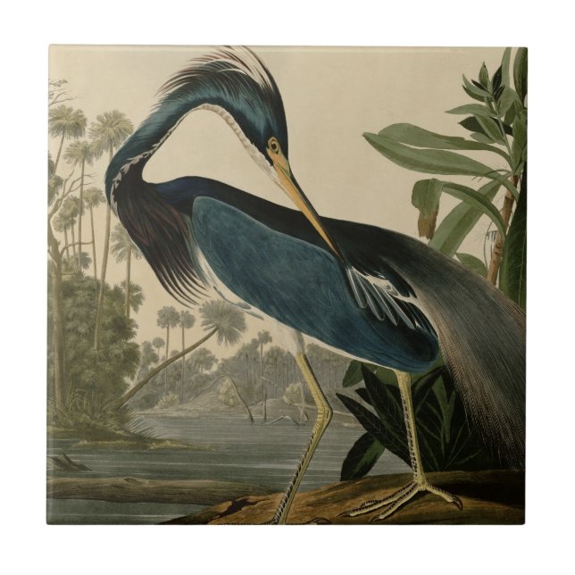 Louisiana Heron Kakelplatta (Framsidan)