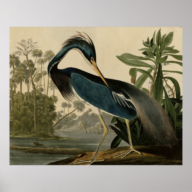 Louisiana Heron Poster (Framsidan)