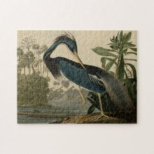 Louisiana Heron Pussel