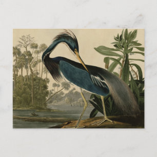 Louisiana Heron Vykort