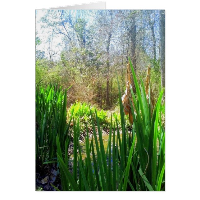 Louisiana Iris, Bäck Side Hälsningskort (Framsidan)