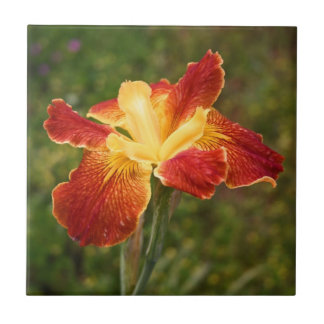 Louisiana Iris "Cajun soluppgång ", Kakelplatta