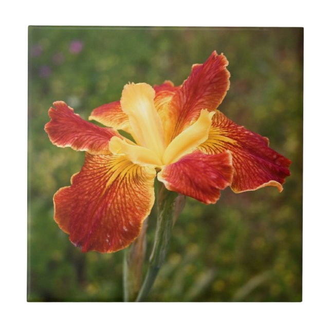 Louisiana Iris "Cajun soluppgång ", Kakelplatta (Framsidan)
