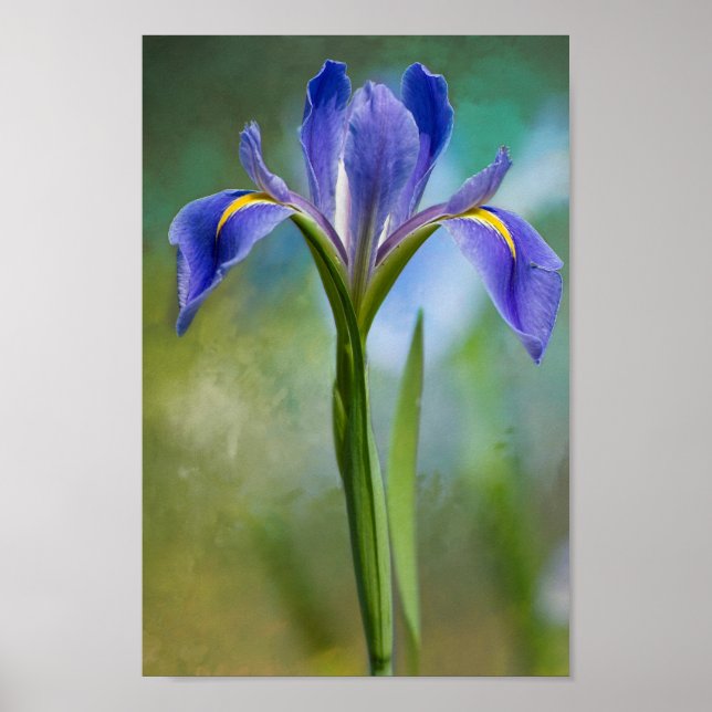 Louisiana Iris Poster (Framsidan)