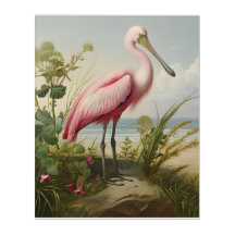 Louisiana Kusten: Roseate Spoonbill