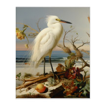 Louisiana Kusten: Snowy Egret