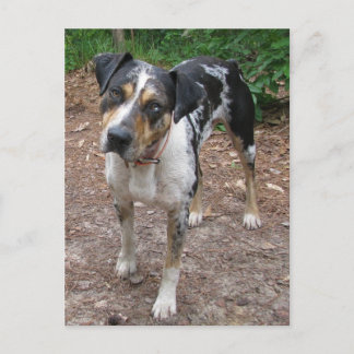 Louisiana Leopard Hund Vykort