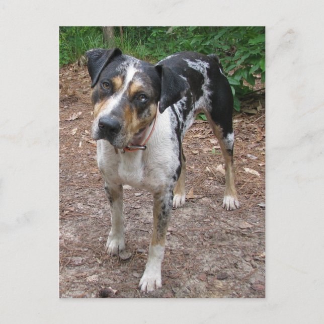 Louisiana Leopard Hund Vykort (Framsida)