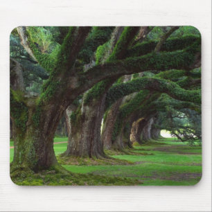 LOUISIANA LEVANDE OAKTRÄD MUSMATTA