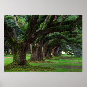 LOUISIANA LEVANDE OAKTRÄD POSTER