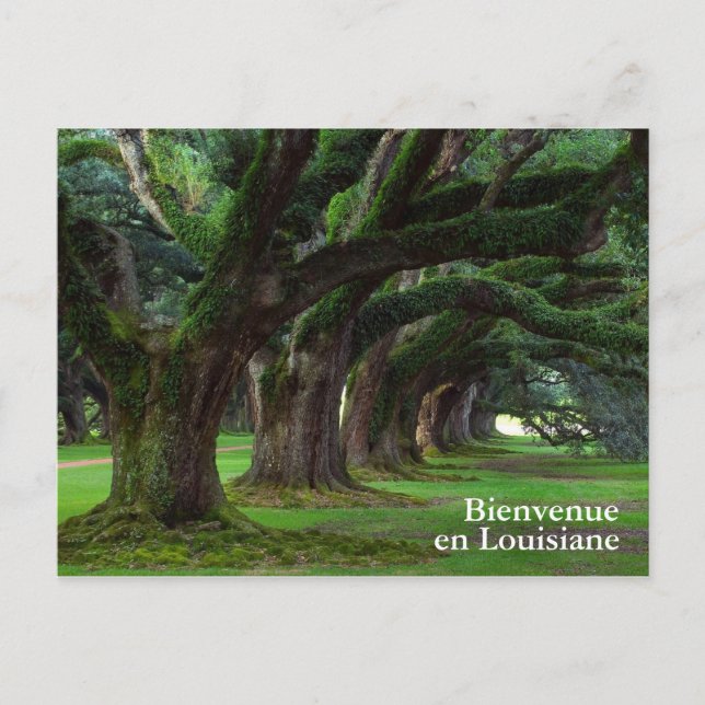 LOUISIANA LIVE OAK TRÄD VYKORT (Framsida)