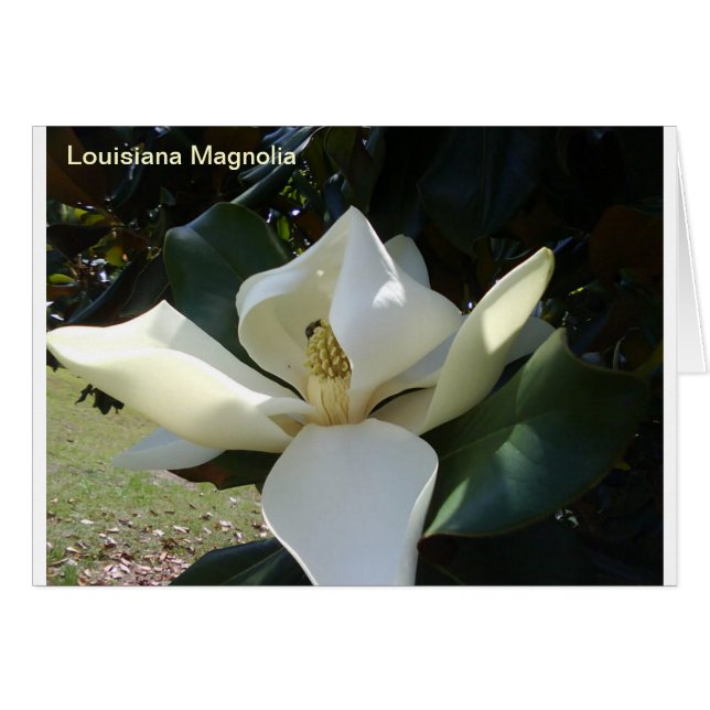 Louisiana Magnolia Hälsningskort (Framsidan Horizontal)