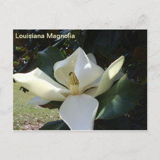 Louisiana Magnolia Vykort