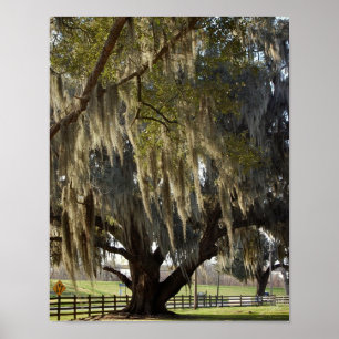 Louisiana Oak [Art Print] Poster