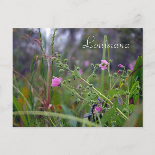 Louisiana Rosa Flowers Vykort (Framsida)