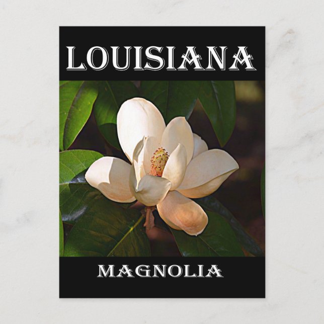 Louisiana Southern Magnolia Vykort (Framsida)