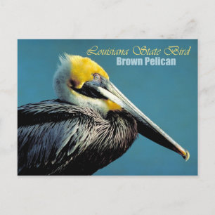 Louisiana State Bird - Brown Pelican Vykort