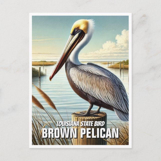 Louisiana State Bird Brown Pelican Vykort (Framsida)