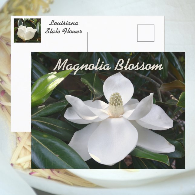Louisiana State Flower White Magnolia Photographic Vykort (Skapare uppladdad)