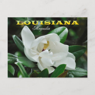 Louisiana-statens blomma: Magnolia Vykort