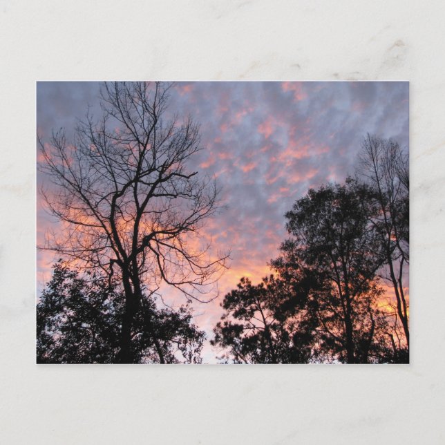 Louisiana Sunset Vykort (Framsida)