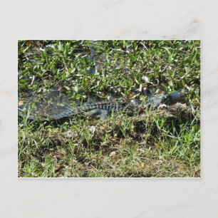 Louisiana Swamp Alligator in Jean Lafitte Close up Vykort